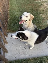 Found/Stray Unknown Dog last seen Fontana street and Patton road, Downey, CA 90241