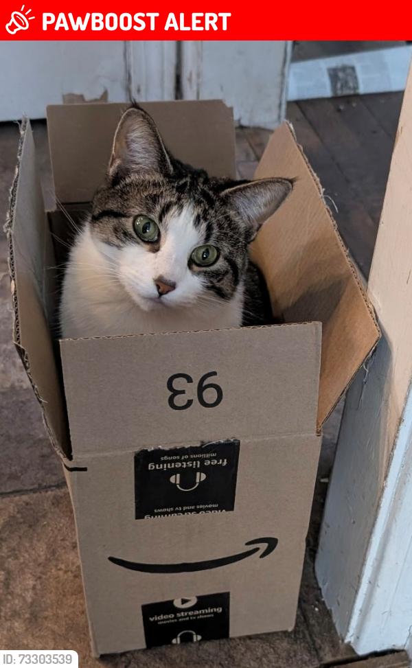 Lost Female Cat last seen Silsby and Glendon, University Heights, OH 44118