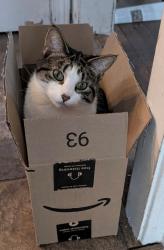 Lost Female Cat last seen Silsby and Glendon, University Heights, OH 44118