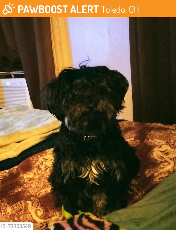 Found/Stray Female Dog last seen Starr and Saint Louis Street, Toledo, OH 43605