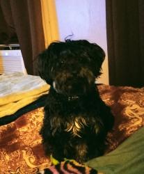 Found/Stray Female Dog last seen Starr and Saint Louis Street, Toledo, OH 43605