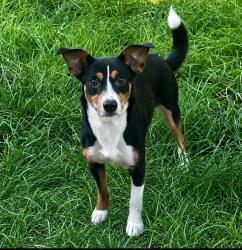 Reunited Male Dog last seen Near S Kirkman rd #135, Orlando, FL 32811