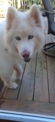 Reunited Unknown Dog last seen In Allatoona Ridge neighborhood off Copper head road, Acworth, GA 30102