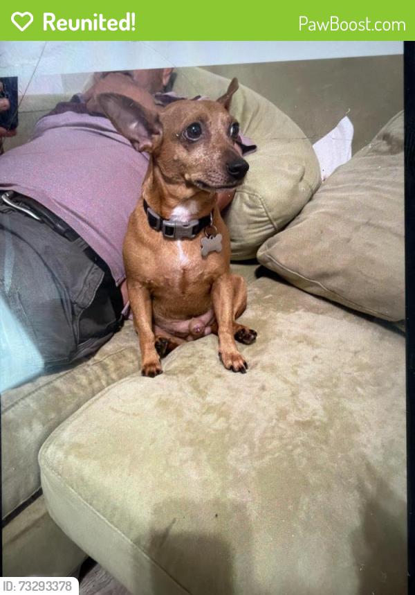 Reunited Male Dog last seen Near Clement st, Winston-Salem, NC 27127