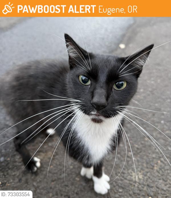 Found/Stray Female Cat last seen apmt complexes between Oak Patch and Acorn Park St, Eugene, OR 97402