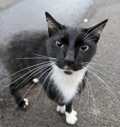 Found/Stray Female Cat last seen apmt complexes between Oak Patch and Acorn Park St, Eugene, OR 97402