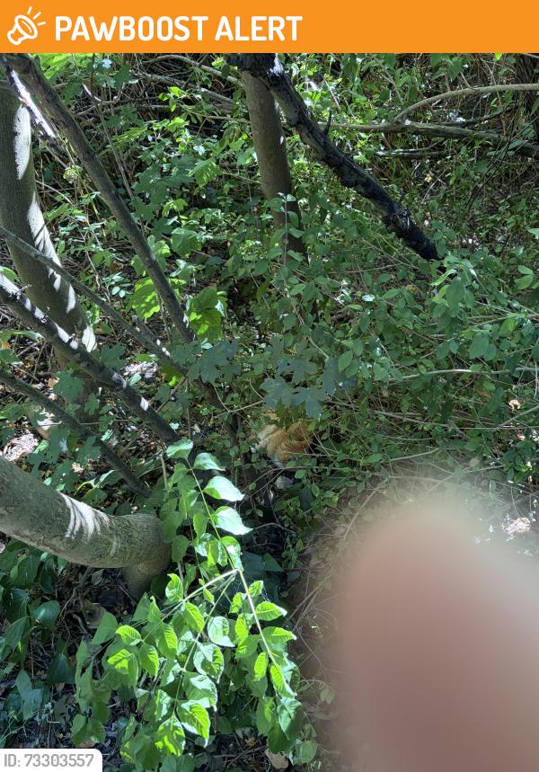 Found/Stray Unknown Cat last seen Near the square with the suit shop and lidl, Colliers Wood, England 