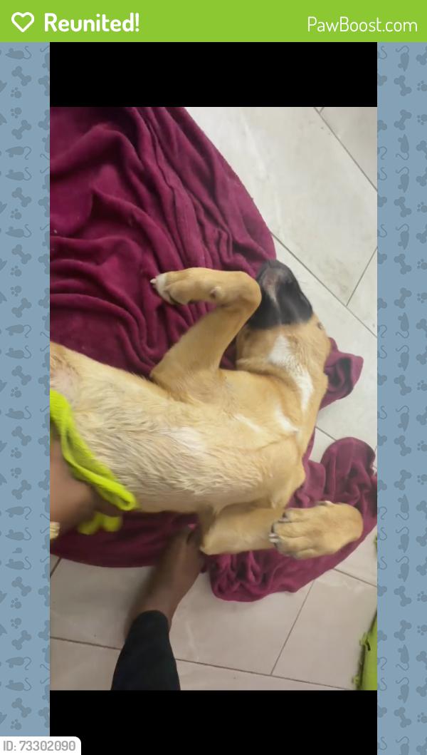 Reunited Male Dog last seen Handley park, Lakeland, FL 33810