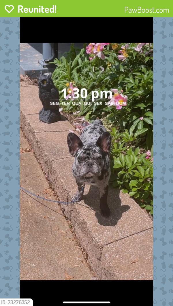 Reunited Male Dog last seen Whitney Chase, Florissant, MO 63033