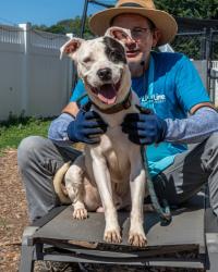Shelter Stray Male Dog last seen Near Chamblee Dunwoody Rd, Chamblee, GA 30341, 30341,, 3280 Chamblee Dunwoody Rd, Chamblee, GA 30341, USA