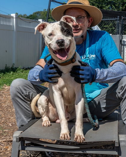 Shelter Stray Male Dog last seen Near Chamblee Dunwoody Rd, Chamblee, GA 30341, 30341,, 3280 Chamblee Dunwoody Rd, Chamblee, GA 30341, USA