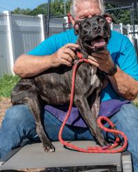 Shelter Stray Female Dog last seen Near Fellowship Rd Tucker, Ga 30084, 30084, GA, 3280 Chamblee Dunwoody Rd, Chamblee, GA 30341, USA