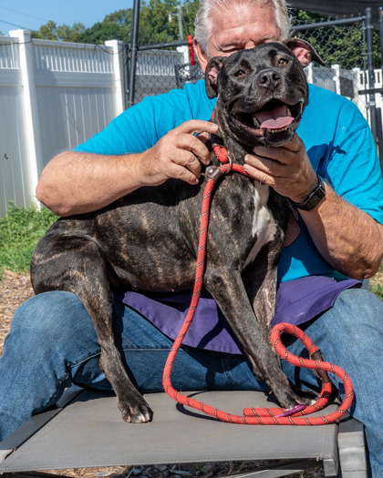 Shelter Stray Female Dog last seen Near Fellowship Rd Tucker, Ga 30084, 30084, GA, 3280 Chamblee Dunwoody Rd, Chamblee, GA 30341, USA