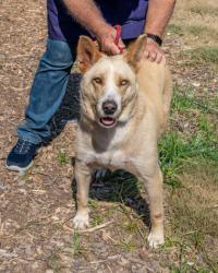 Shelter Stray Female Dog last seen Near Covington Hwy F, Decatur, GA 30035, 30035, GA, 3280 Chamblee Dunwoody Rd, Chamblee, GA 30341, USA