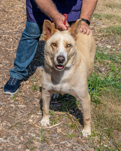 Shelter Stray Female Dog last seen Near Covington Hwy F, Decatur, GA 30035, 30035, GA, 3280 Chamblee Dunwoody Rd, Chamblee, GA 30341, USA