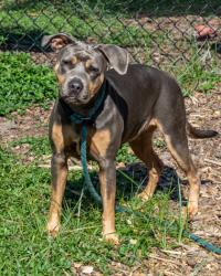 Shelter Stray Female Dog last seen Near Mainstreet Valley Drive, 30088, GA, 3280 Chamblee Dunwoody Rd, Chamblee, GA 30341, USA