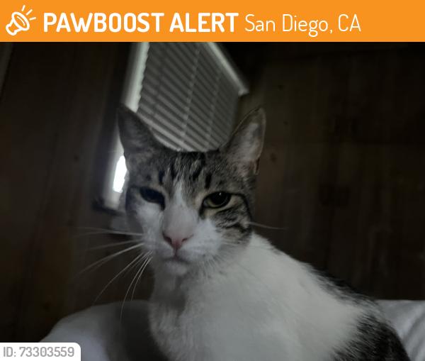 Found/Stray Male Cat last seen Near The Beach Cottages, San Diego, CA 92109