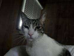 Found/Stray Male Cat last seen Near The Beach Cottages, San Diego, CA 92109