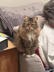 Reunited Female Cat last seen Webster St, James Ct, Algonquin, IL 60102