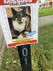 Reunited Female Cat last seen Timberwyck Trail and Adams rd near St. Thomas More Church, Troy, MI 48098
