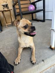 Found/Stray Male Dog last seen Alburtis Ave, Santa Fe Springs, CA 90670
