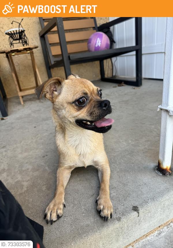 Found/Stray Male Dog last seen Alburtis Ave, Santa Fe Springs, CA 90670