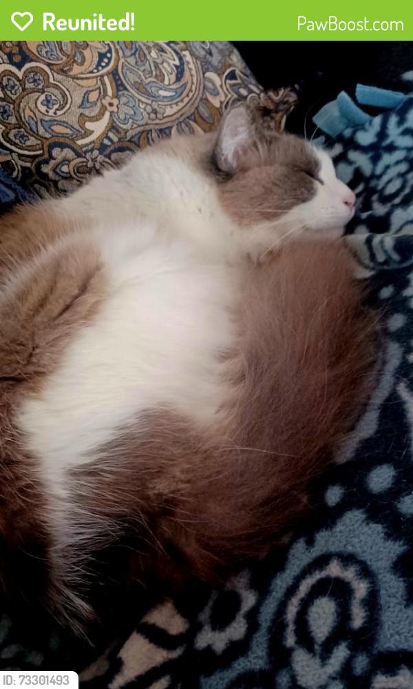 Reunited Female Cat last seen Lafayette, San Leandro, CA 94577
