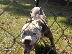 Found/Stray Male Dog last seen Near Jans Meadows Stockbridge GA, Stockbridge, GA 30281