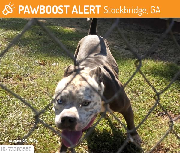 Found/Stray Male Dog last seen Near Jans Meadows Stockbridge GA, Stockbridge, GA 30281