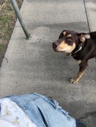 Found/Stray Male Dog last seen Village green, Stockton, CA 95210