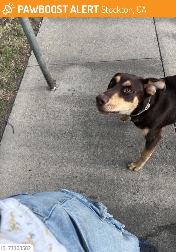 Found/Stray Male Dog last seen Village green, Stockton, CA 95210