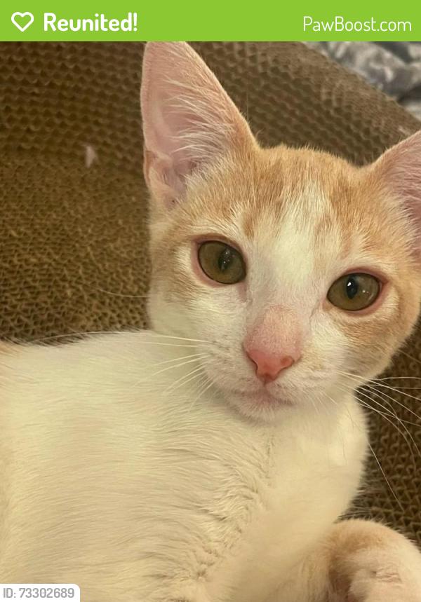 Reunited Female Cat last seen Near N Valencia St, Alhambra, CA 91801, USA, Alhambra, CA 91801
