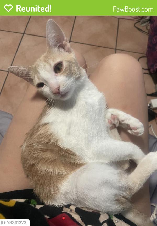 Reunited Female Cat last seen Near N Valencia St, Alhambra, CA 91801, USA, Alhambra, CA 91801