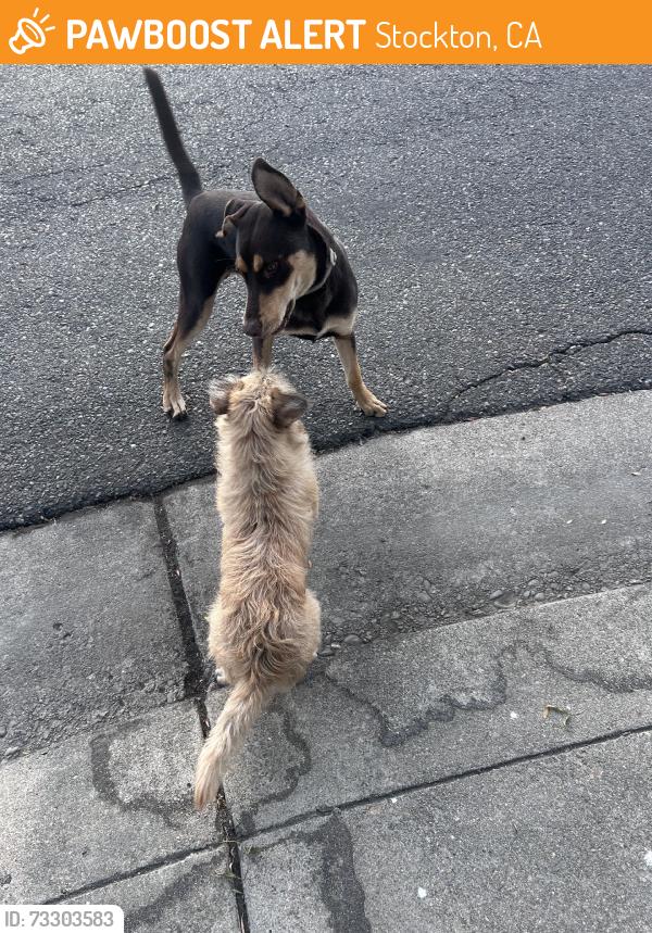 Found/Stray Unknown Dog last seen Village Green, Stockton, CA 95210