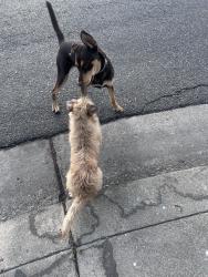 Found/Stray Unknown Dog last seen Village Green, Stockton, CA 95210