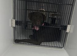 Shelter Stray Female Dog last seen Near Virginia Beach Boulevard, VIRGINIA BEACH, VA, 23462, 341 S Birdneck Rd, Virginia Beach, VA 23451, USA