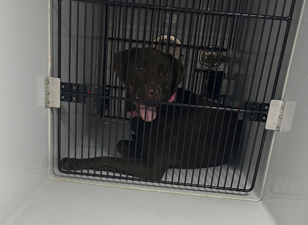 Shelter Stray Female Dog last seen Near Virginia Beach Boulevard, VIRGINIA BEACH, VA, 23462, 341 S Birdneck Rd, Virginia Beach, VA 23451, USA