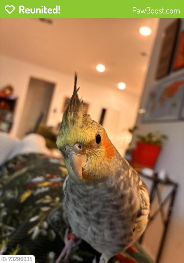 Reunited Male Bird last seen Splitbeard, desert broom in grove community, Frisco, TX 75035