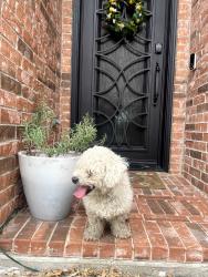 Found/Stray Male Dog last seen Lakeridge and Matthew, Grand Prairie, TX 75052