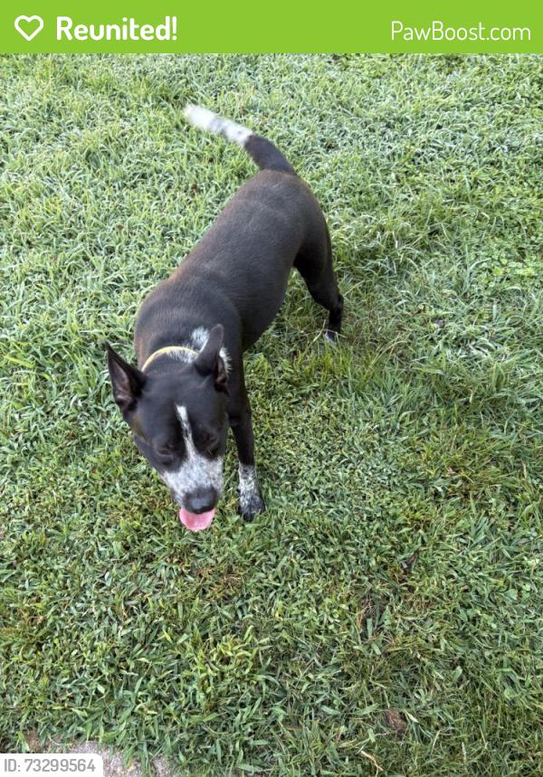 Reunited Male Dog last seen Near Vista Dr, Chattanooga, TN 37411, USA, Chattanooga, TN 37411