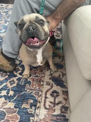 Found/Stray Female Dog last seen Maclarie and Hedgerow, Broomall, PA 19008