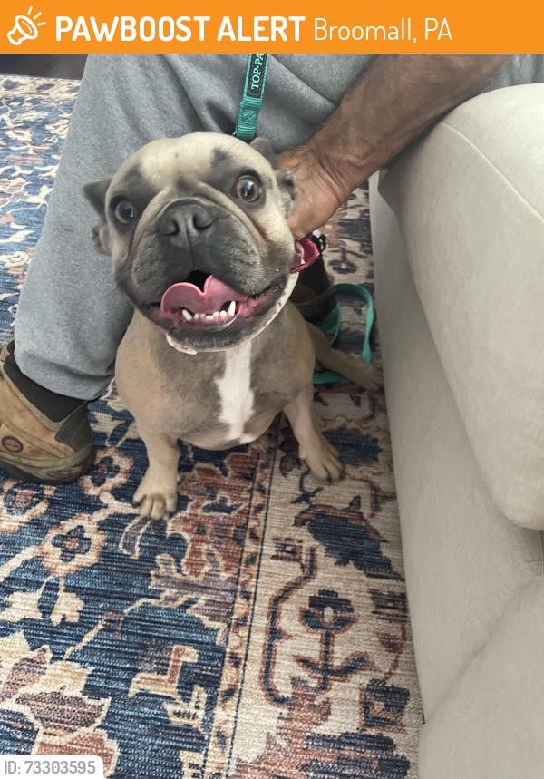 Found/Stray Female Dog last seen Maclarie and Hedgerow, Broomall, PA 19008