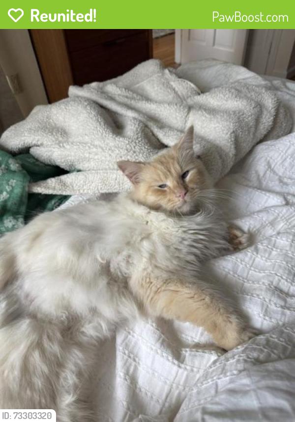 Reunited Male Cat last seen Stanwich and Annjim or Fairfield Road, Greenwich, CT 06878