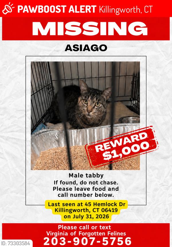 Lost Male Cat last seen Near Hemlock Drive, Killingworth, CT 06419