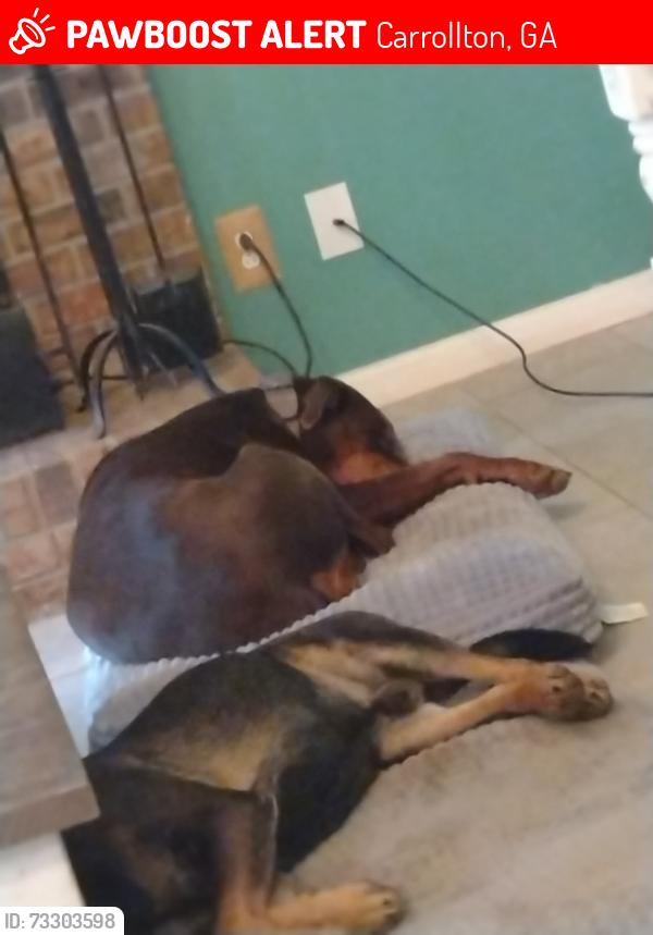 Lost Female Dog last seen Ashley Drive, Carrollton, GA 30117
