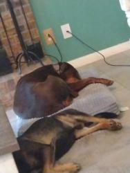 Lost Female Dog last seen Ashley Drive, Carrollton, GA 30117