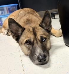 Reunited Female Dog last seen Near SW 54th Ave, Plantation, FL 33317, USA, Plantation, FL 33317
