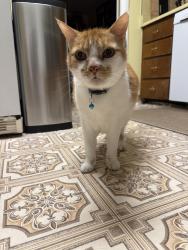 Reunited Male Cat last seen Near East 4000 South, Salt Lake City, UT 84124