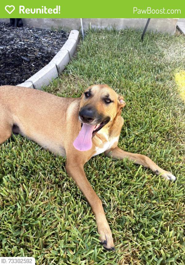 Reunited Female Dog last seen Terra Cotta and Bronze Sand, San Antonio, TX 78253