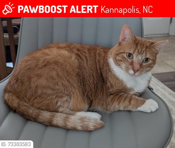 Lost Male Cat last seen Ian Patrick ave, Kannapolis, Kannapolis, NC 28083